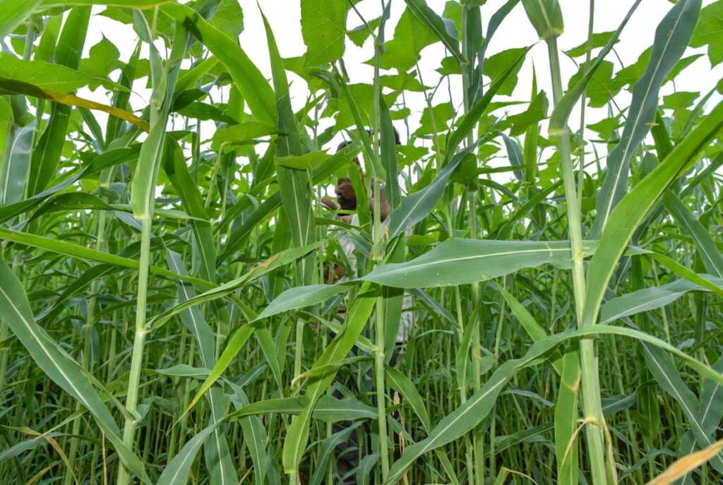 jute field Lush green jute stalks growing in a dense sustainable farm field during the day.