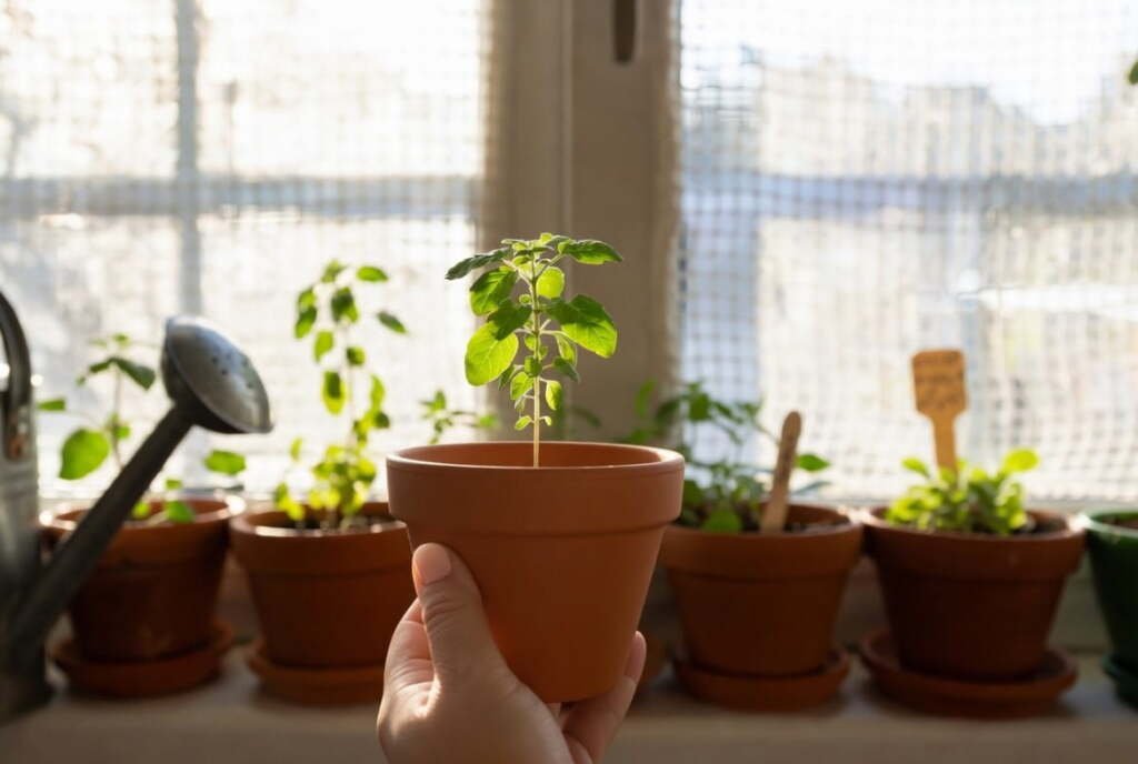 hand holding a small terracotta pot with a green seedling in front of a windowsill full of eco-friendly plant gifts