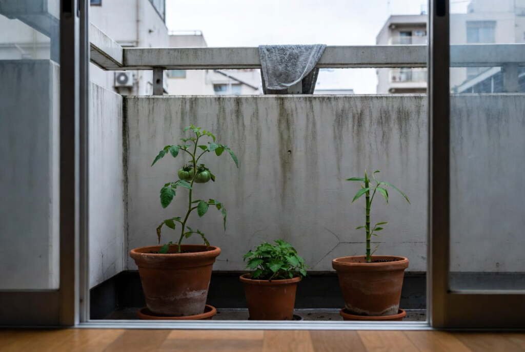 Small balcony garden in a Japanese minimalist home with terracotta pots, tomato plants, and Tokyo apartment buildings behind