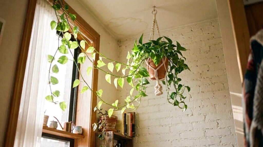 macramé hanging pothos near a sunlit apartment window — renter-friendly indoor plant decor