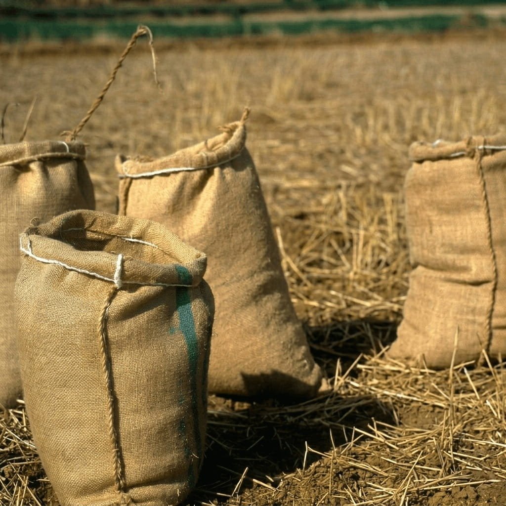 Heavy-duty burlap grain sacks with standing in a harvested agricultural field, ready for wholesale crop storage